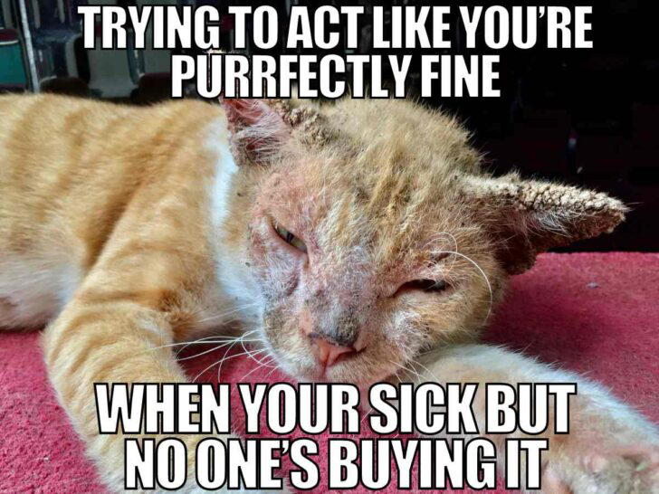 sick cat meme Humorous work meme featuring a scruffy cat looking weary with text saying, 'Trying to act like you’re purrfectly fine when you're sick but no one’s buying it.'