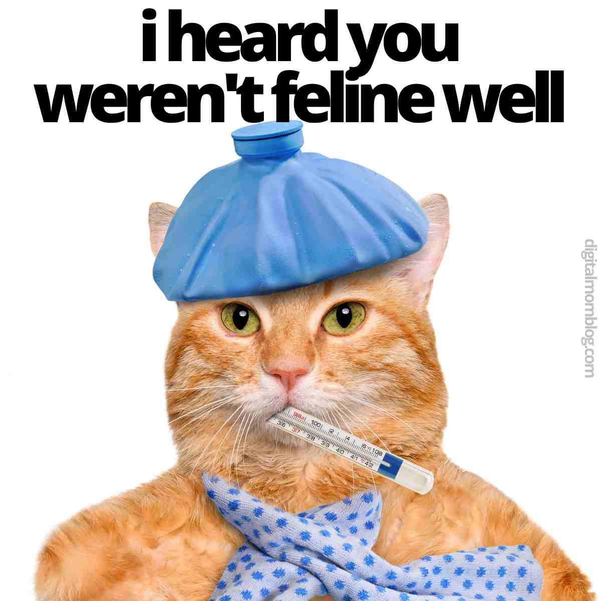 sick cat meme Meme of a cat looking unwell with a blue ice pack on its head and a thermometer in its mouth, with text saying 'I heard you weren’t feline well.' Perfect for sending some purr-sonalized get-well wishes.