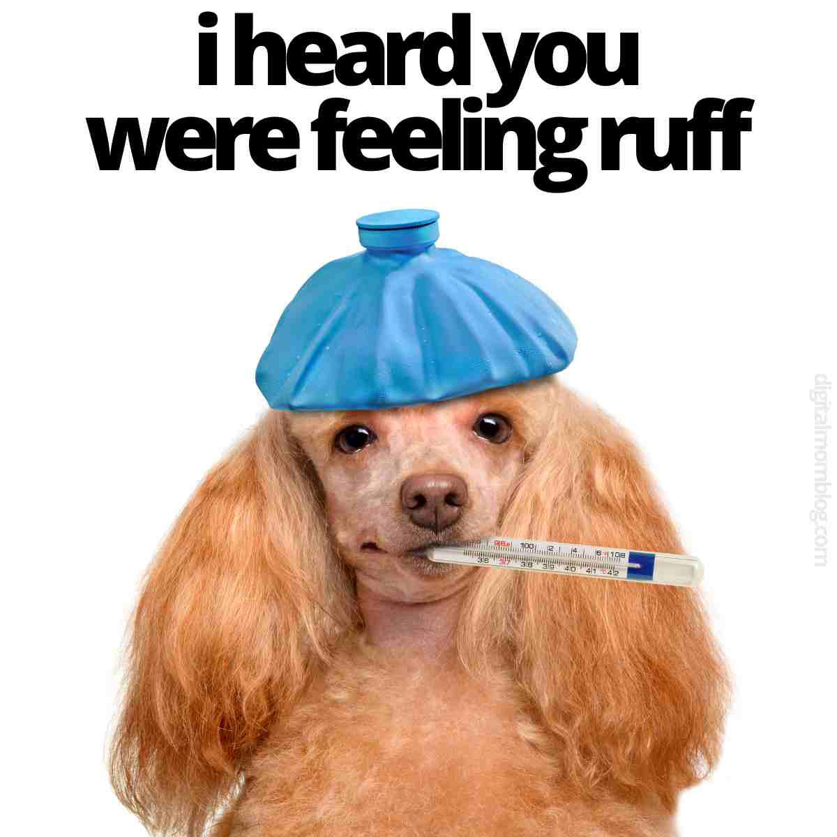 sick dog meme Meme of a poodle wearing a blue ice pack on its head, holding a thermometer and captioned 'I heard you were feeling ruff.'