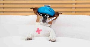 Chillin' dog meme with thug life shades, ice pack, and thermometer looking like the coolest patient in the house.