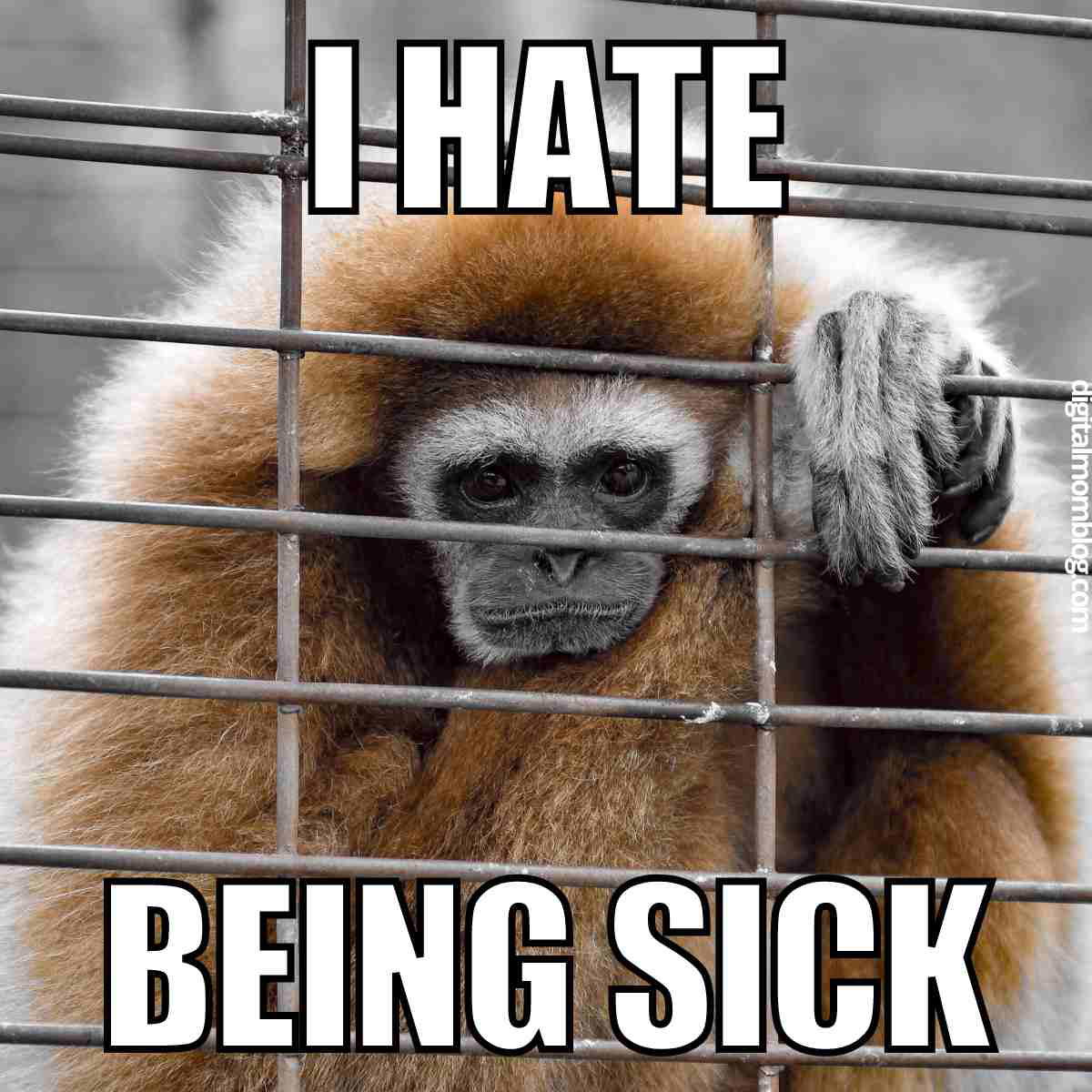 sick monkey meme A forlorn monkey clinging to a cage with big sad eyes, expressing the universal sentiment "I Hate Being Sick" in meme-style text, capturing the trapped, helpless feeling of a sick day.