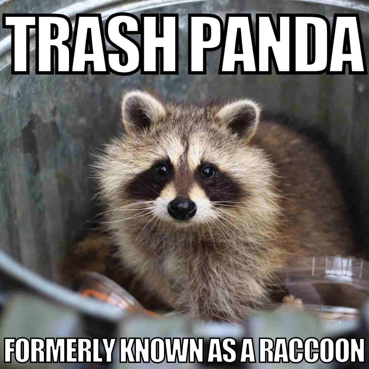 trash panda meme trash panda previously known as a raccoon