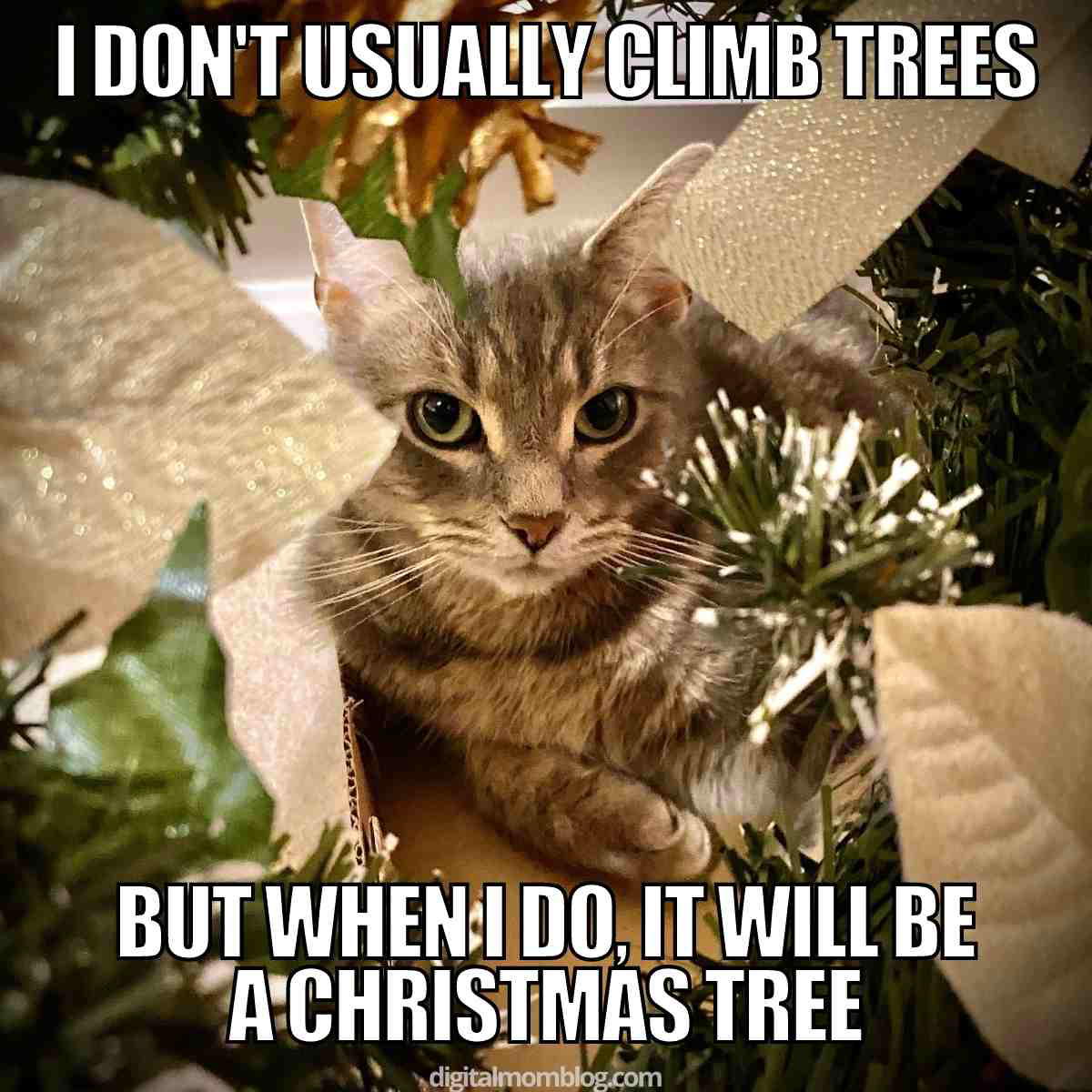 cat and christmas tree meme cat and christmas tree meme