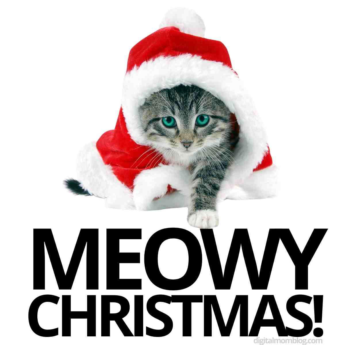 cat christmas meme meowy christmas