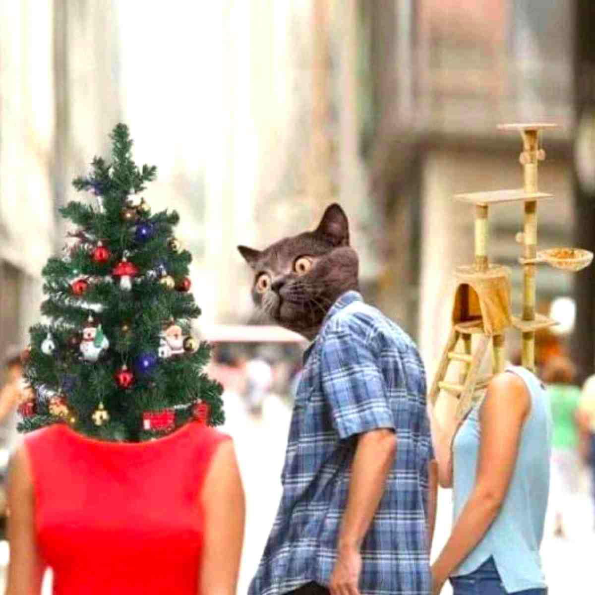 cat in christmas tree meme cat in christmas tree meme