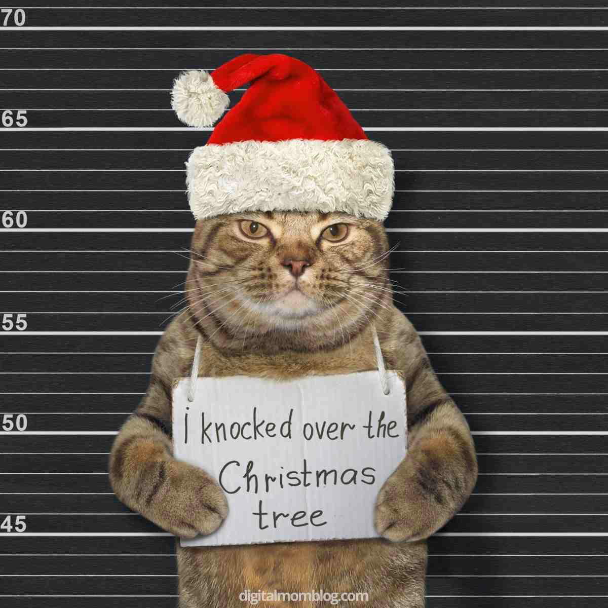 cat meme christmas i knocked over the christmas tree christmas cat meme