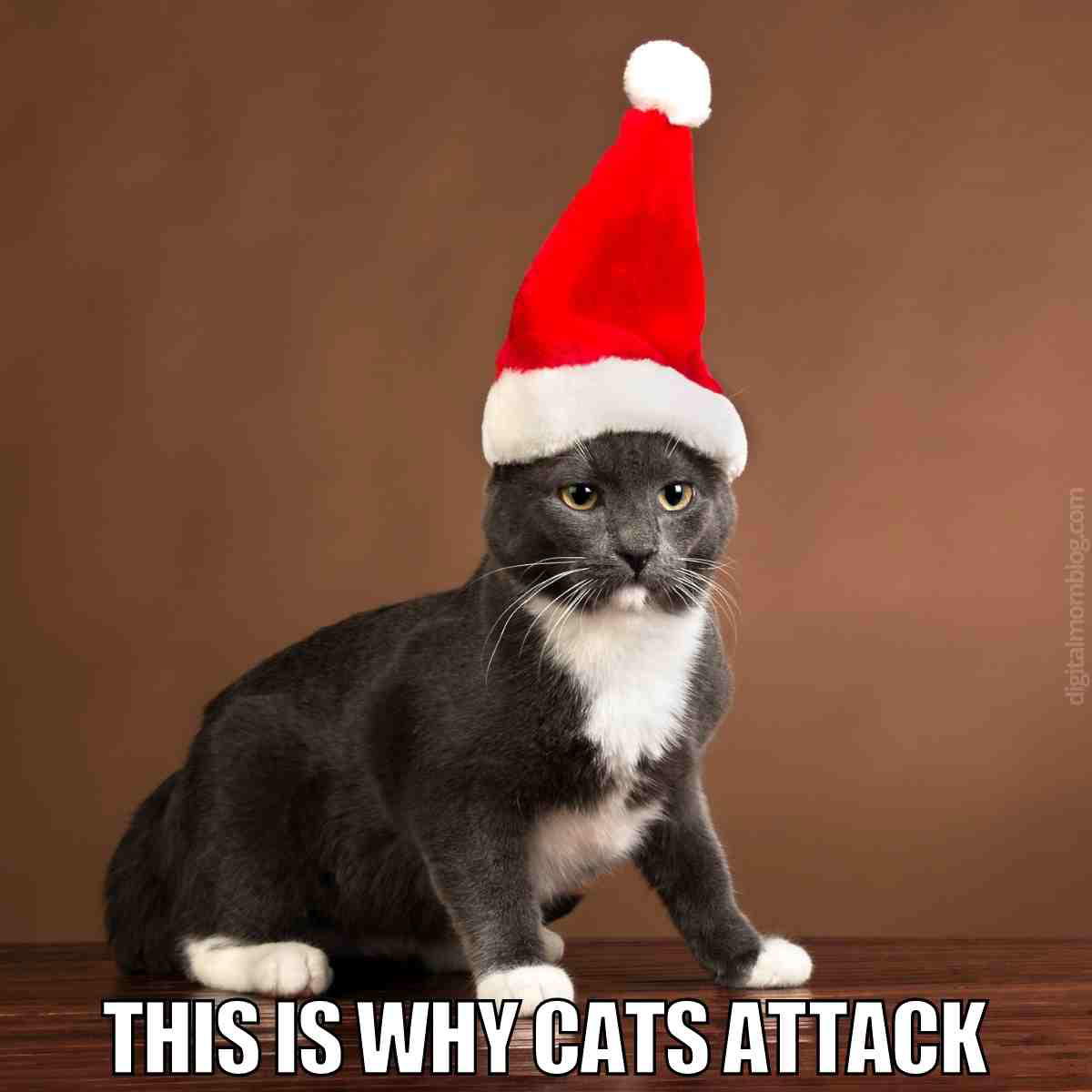 cat merry christmas meme this is why cats attack