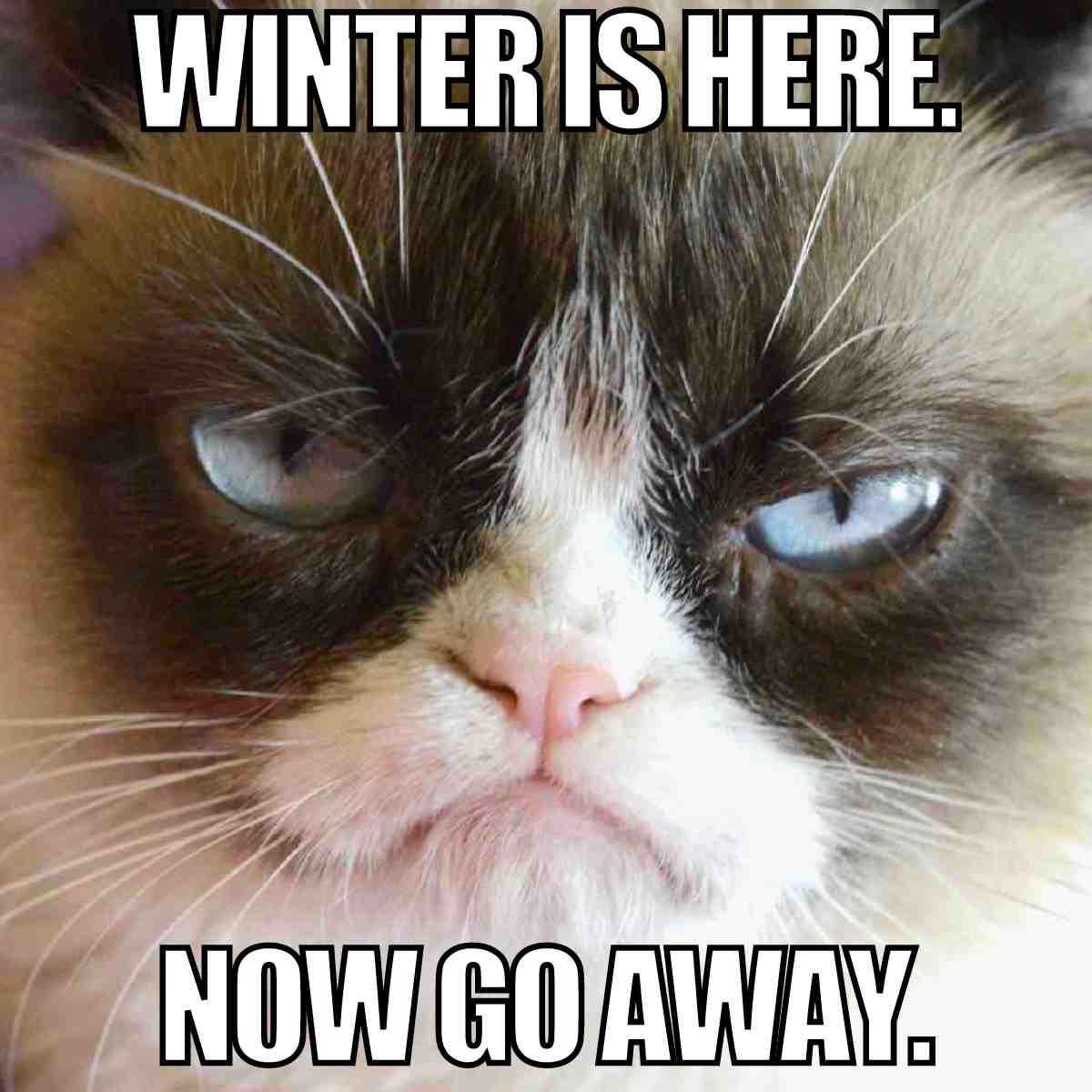 cat winter meme Meme of a grumpy cat with text saying 'Winter is here. Now go away,' humorously expressing displeasure at the season's arrival.