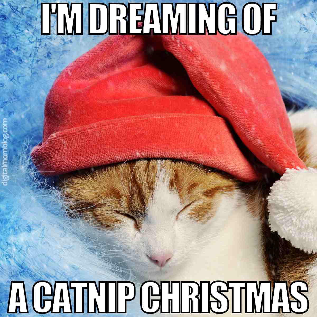 christmas cat meme funny i'm dreaming of a catnip christmas
