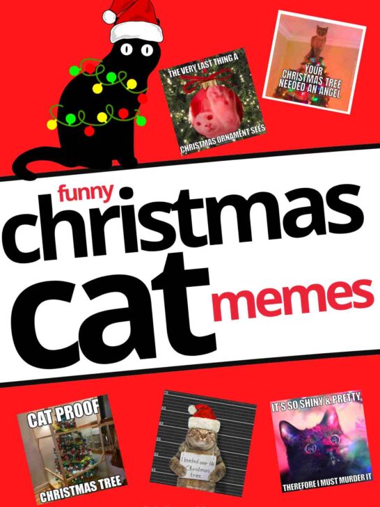 christmas cat memes christmas cat memes