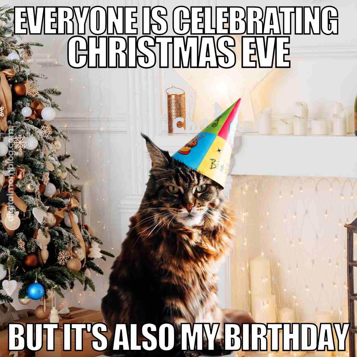 christmas eve birthday meme funny A grumpy cat in a festive birthday hat sits beside a Christmas tree, with a meme caption lamenting how Christmas Eve overshadows its birthday.