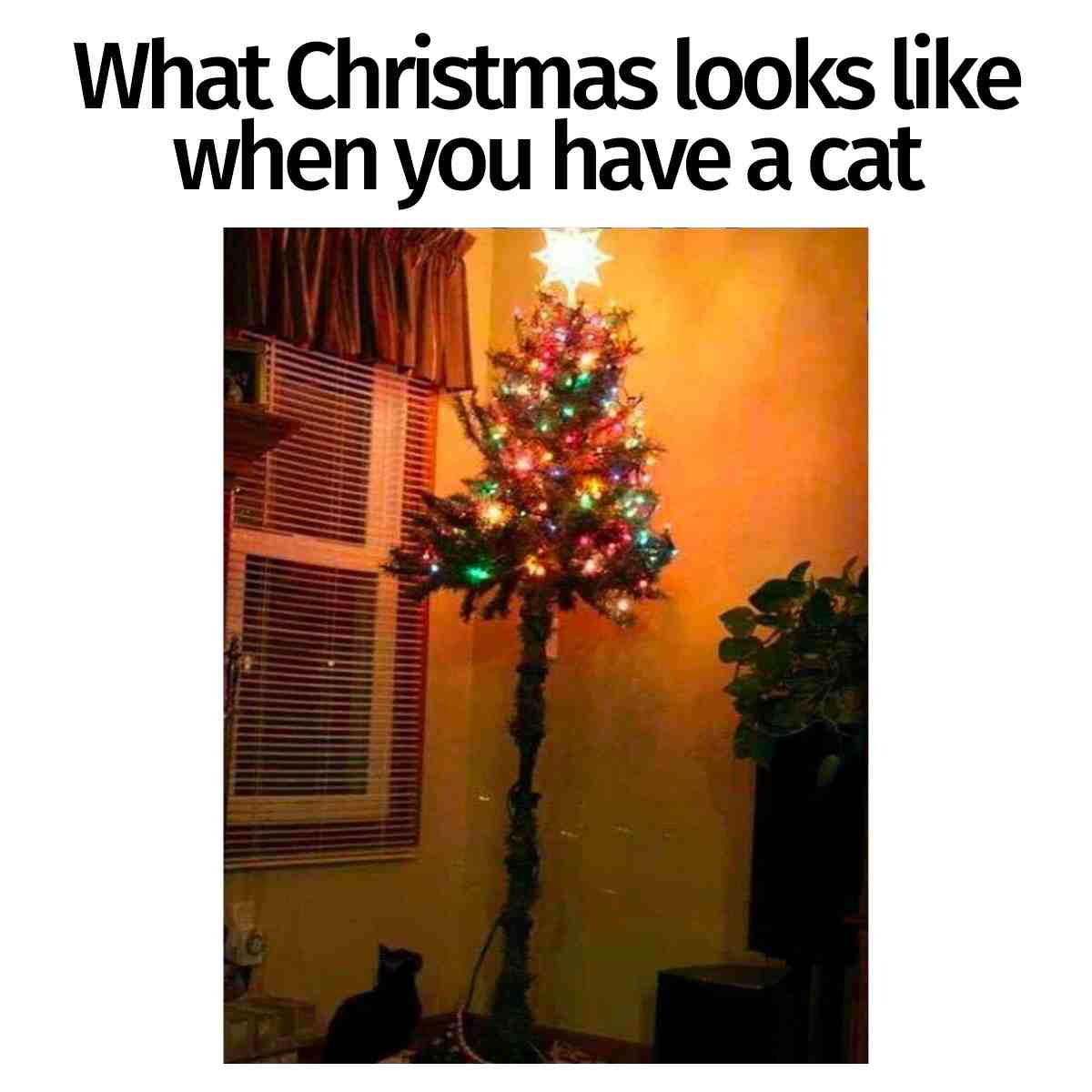 christmas tree for cat owners meme what christmas looks like when you have a cat