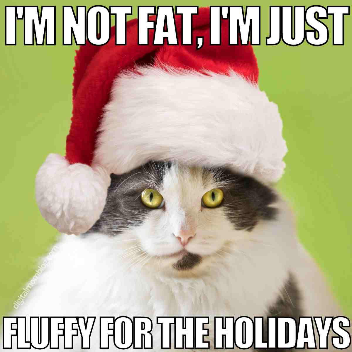 fat cat meme christmas i'm not fat i'm just fluffy for the holidays