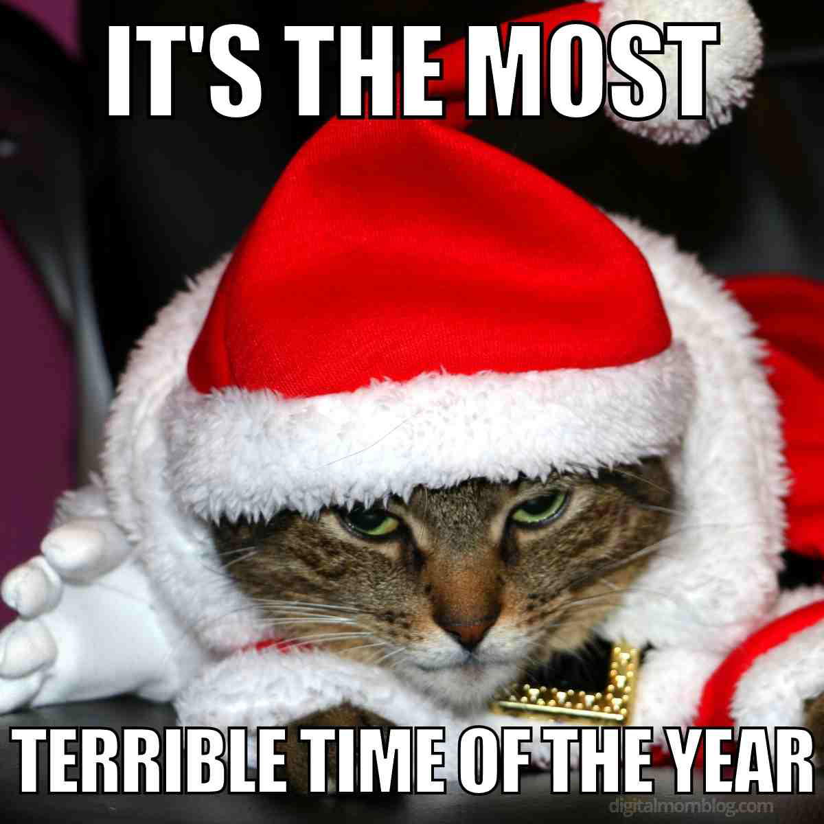festive christmas cat meme it's the most terrible time of the year
