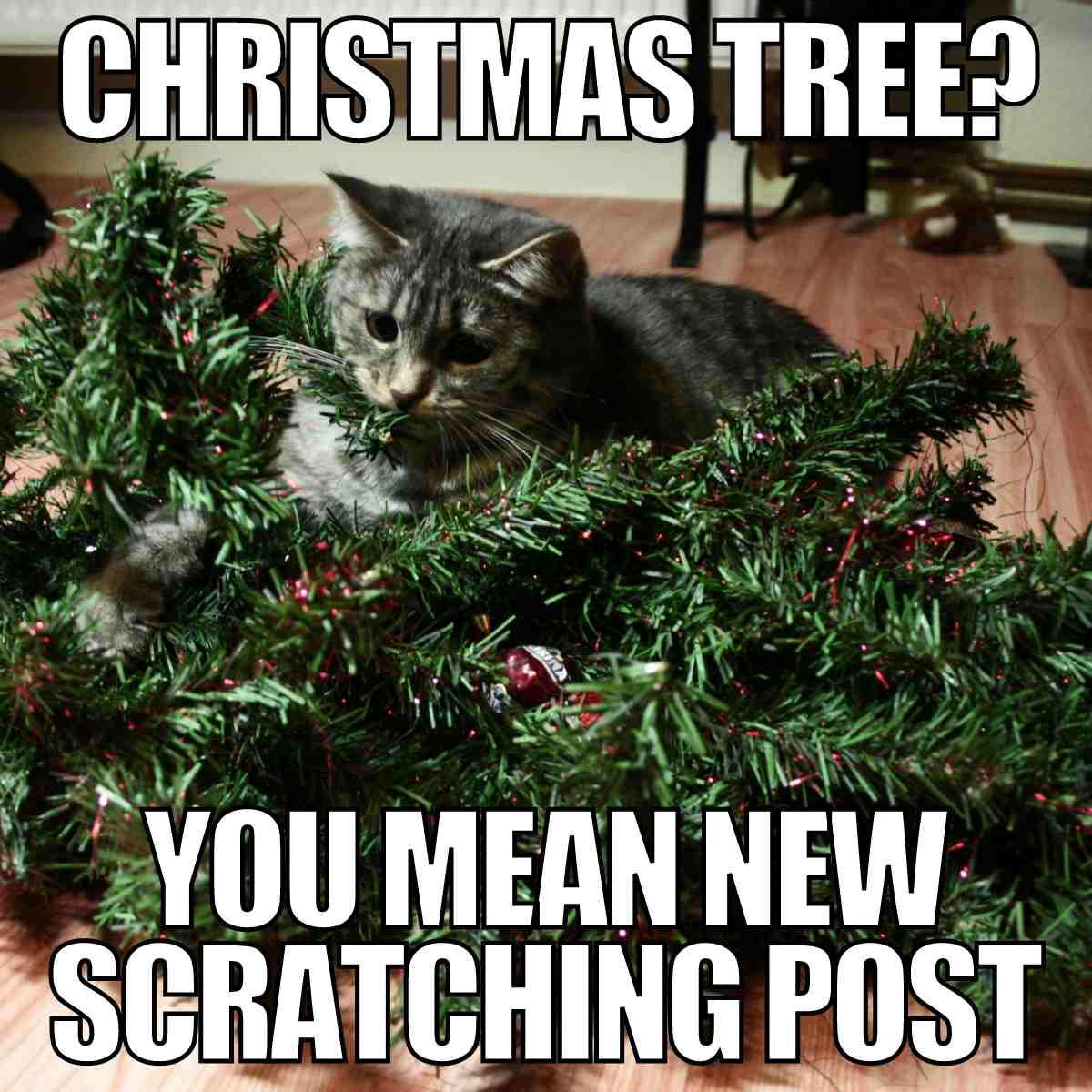 funny christmas cat meme christmas tree? you mean new scratching post