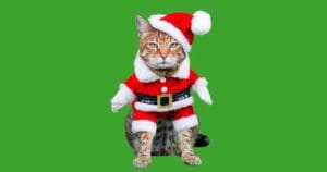 funny christmas cat memes