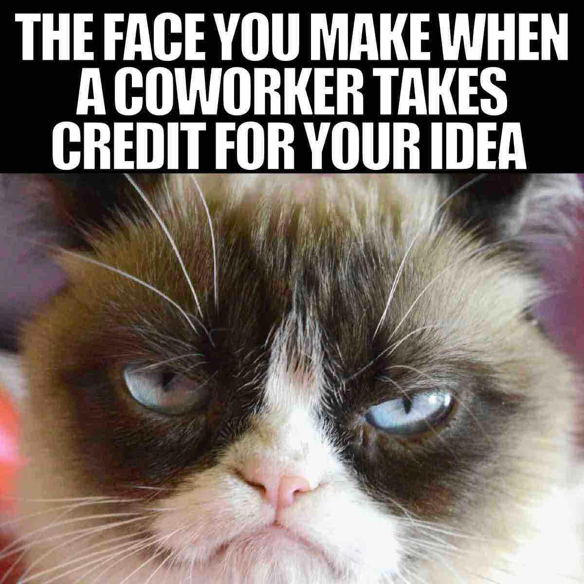 bad coworker meme Meme featuring a grumpy cat with the caption: "The face you make when a coworker takes credit for your idea."
