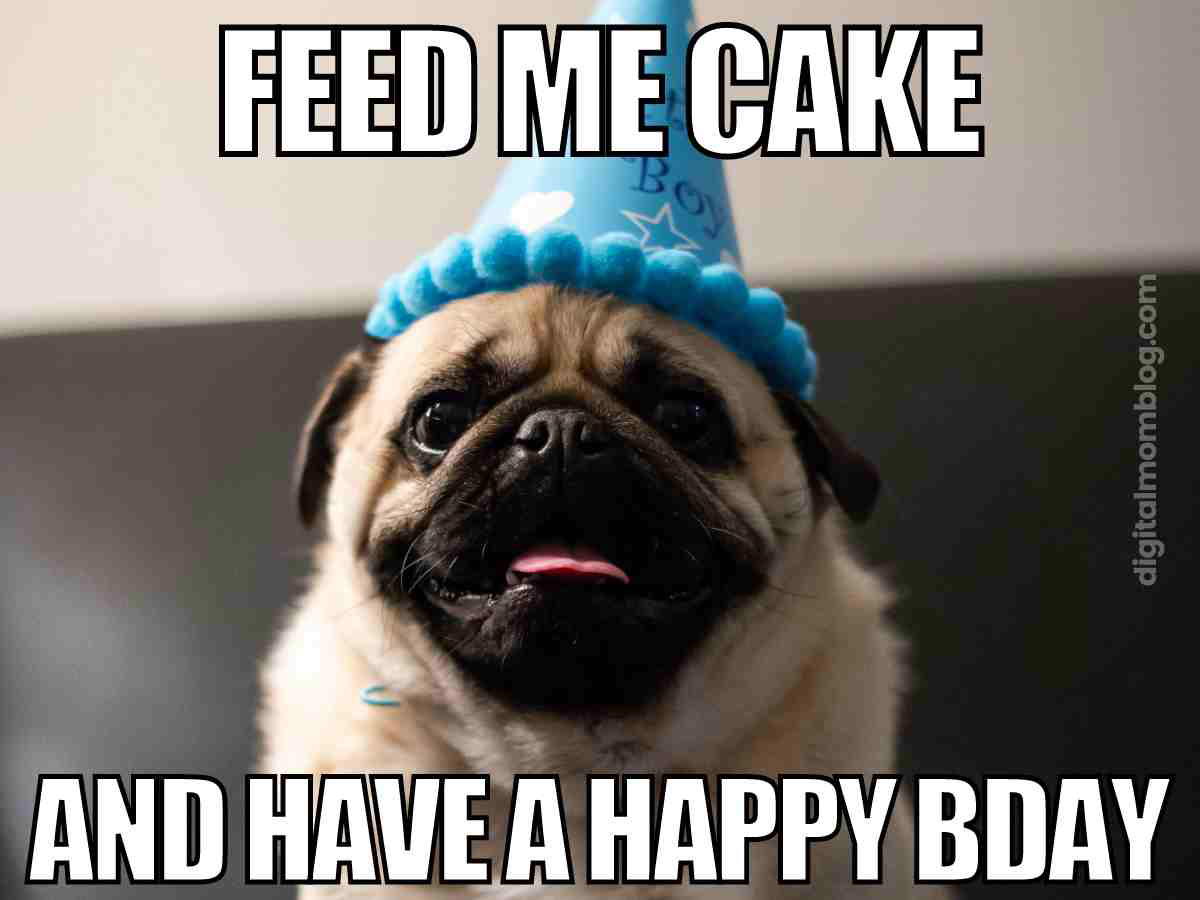 birthday pug meme Birthday meme with a pug wearing a party hat, looking adorable and demanding, "Feed me cake and have a happy Bday."
