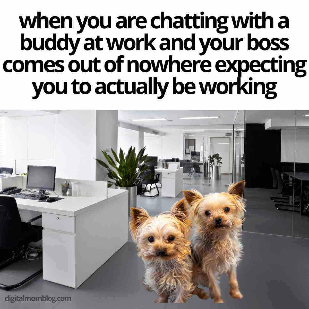 co worker meme Meme of two Yorkshire Terrier dogs in an office setting with the text 'when you are chatting with a buddy at work and your boss comes out of nowhere expecting you to actually be working' highlighting workplace humor and coworker interactions.