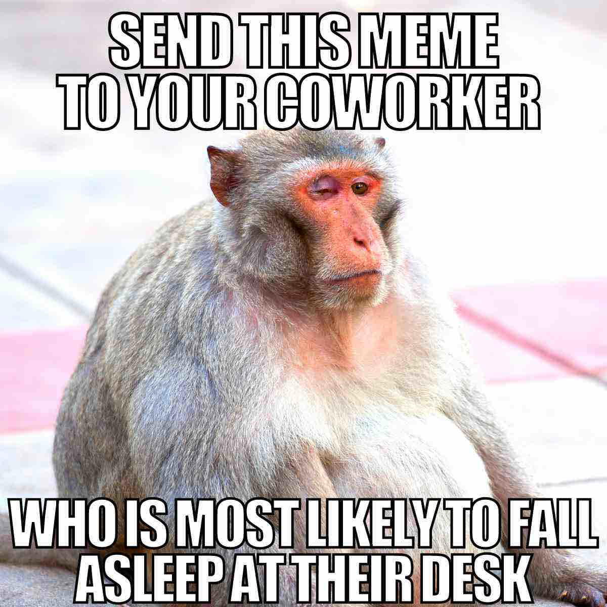 coworker meme Meme featuring a monkey with sleepy eyes, captioned "Send this meme to your coworker who is most likely to fall asleep at their desk," conveying workplace humor about sleepy colleagues.