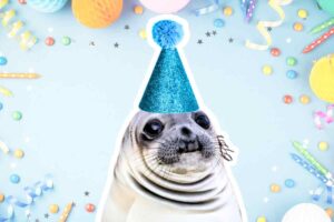 Cheerful seal wearing a glittery blue party hat surrounded by festive balloons and streamers, ready to celebrate in this hilarious birthday meme.