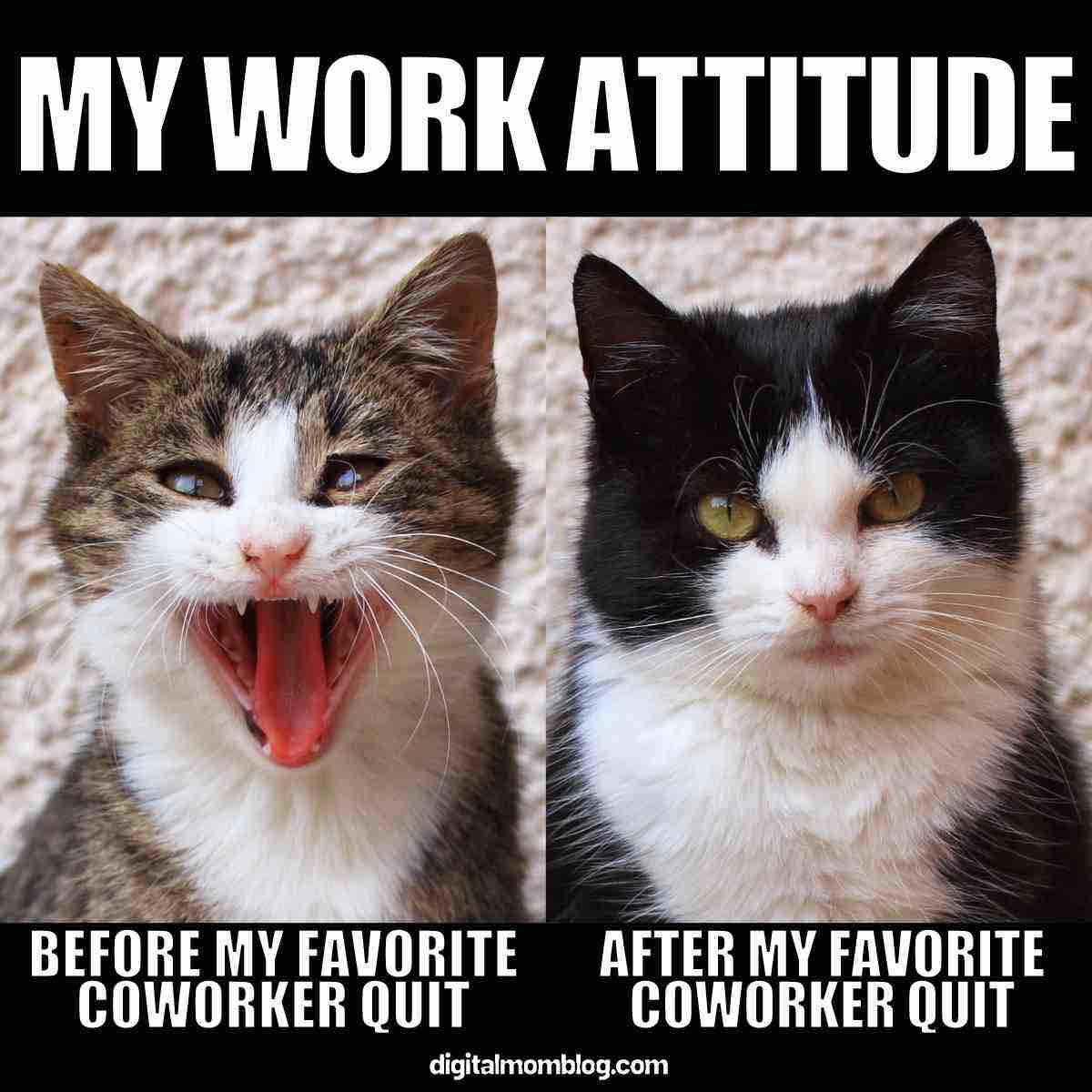 missing coworker meme A coworker meme featuring two cats, one looking happy with the caption 'Before My Favorite Coworker Quit' and the other looking unhappy with the caption 'After My Favorite Coworker Quit,' illustrating changes in work attitude.