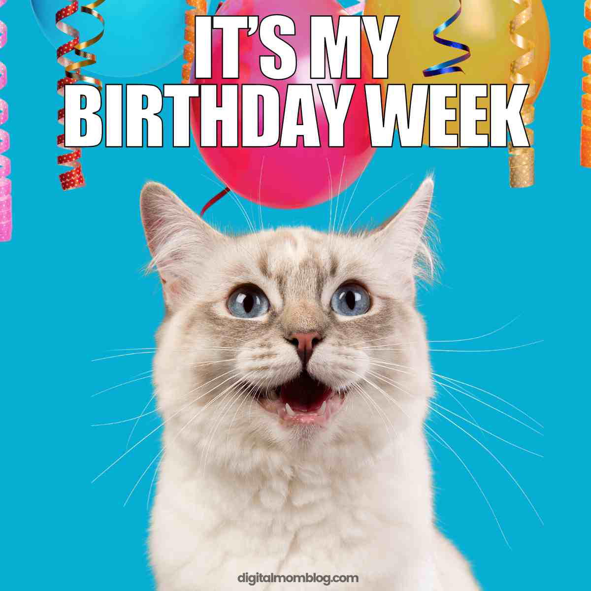 birthday week memes A joyful cat meme with wide blue eyes and a hilarious expression, announcing 'It's My Birthday Week' amidst colorful balloons and streamers, ready to party like there's no tomorrow.