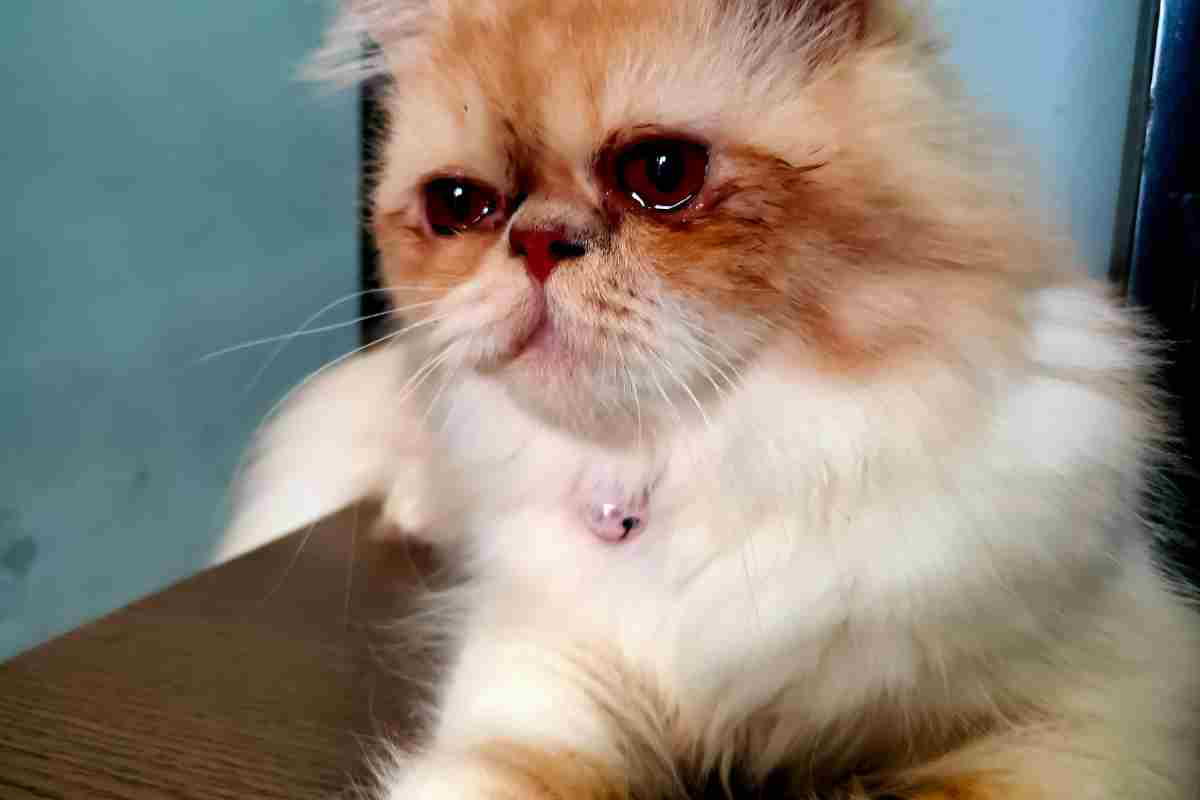 cat crying meme cat crying meme