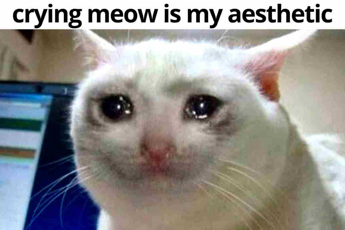 crying cat meme crying cat meme