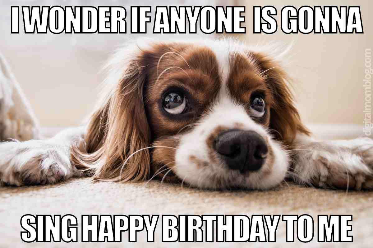 happy birthday to me happy birthday to me