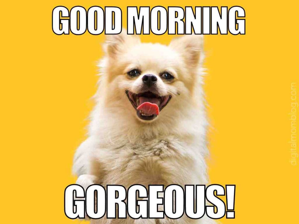 good morning gorgeous meme for her A cheerful Pomeranian dog against a yellow background with the text 'Good Morning Gorgeous!'