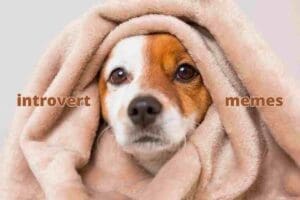 Meme featuring a dog wrapped in a cozy blanket with text 'introvert memes,' perfectly capturing the introverted person's spirit animal while humorously hiding from social interactions.