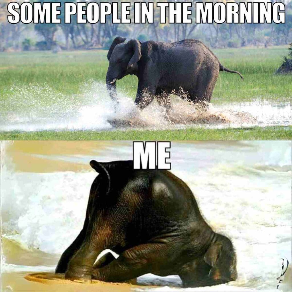 morning people memes A two-image meme showing elephants in different morning scenarios, with the top image labeled 'Some people in the morning' featuring an elephant walking energetically through water, and the bottom image labeled 'Me' featuring an elephant face-planting in sand at the water's edge, suggesting a humorous comparison between morning energy levels.