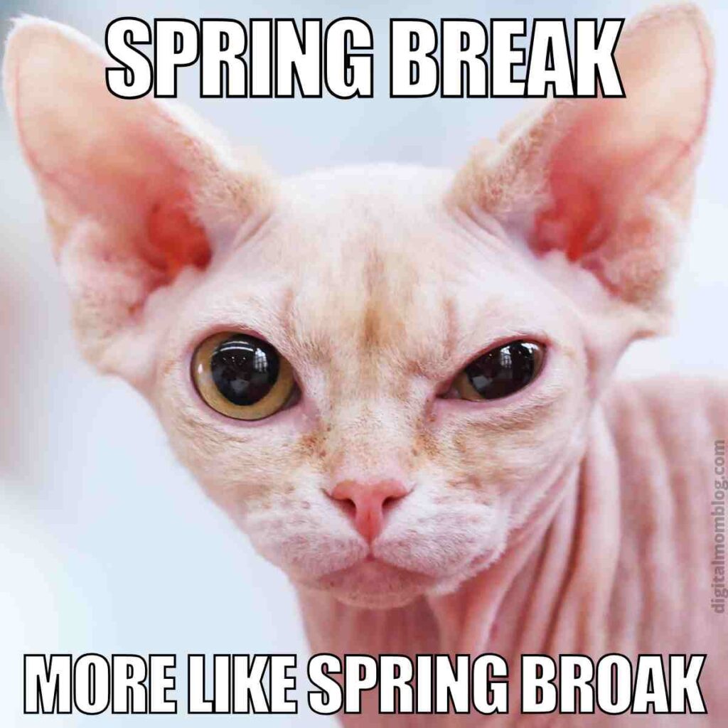 spring break cat meme A close-up of a hairless cat with one wide eye and the meme text "Spring Break" at the top and "More like Spring Broak" at the bottom, conveying a humorous expression.