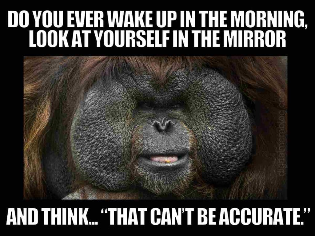 wake up morning meme A humorous meme featuring a close-up of an orangutan with a funny expression, with text above and below saying, 'Do you ever wake up in the morning, look at yourself in the mirror and think... "That can't be accurate."'