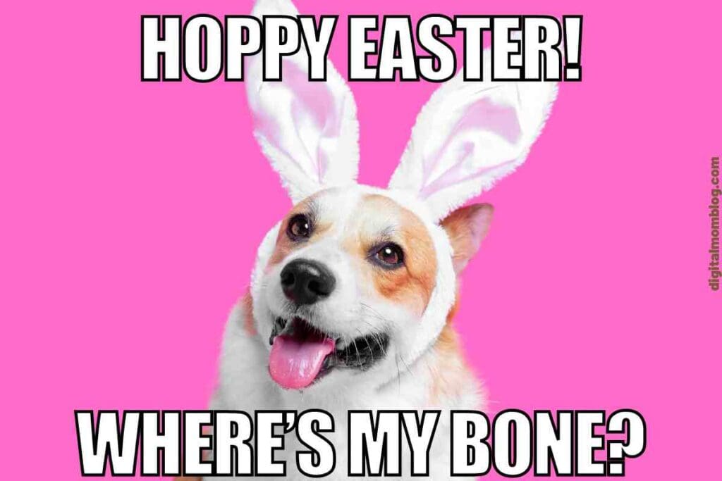 dog easter meme A cheerful dog wearing bunny ears on a bright pink background with the caption 'Hoppy Easter! Where's my bone?' humorously celebrating Easter by combining classic bunny charm with a canine quest for treats.