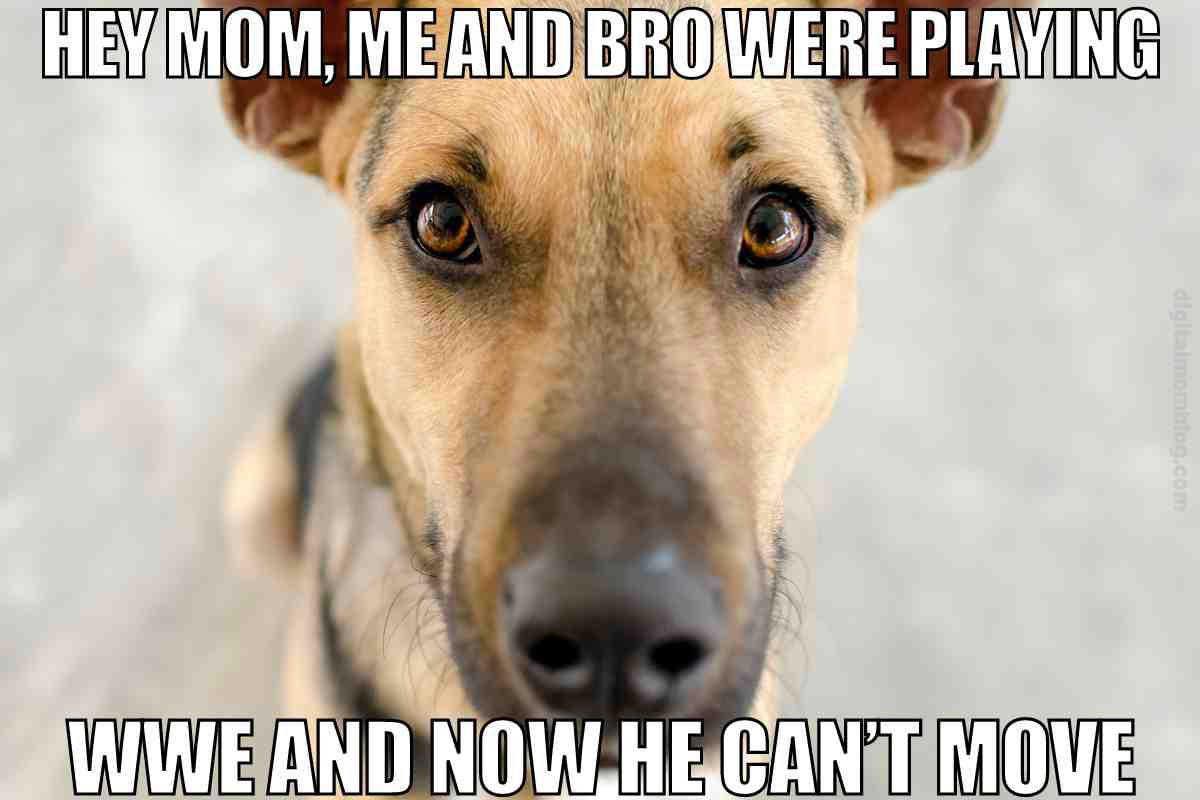 siblings fighting meme Close-up of a dog's face with text above and below saying, 'Hey Mom, me and bro were playing WWE and now he can’t move,' capturing the classic sibling chaos vibe in meme form, with a lovable canine twist.