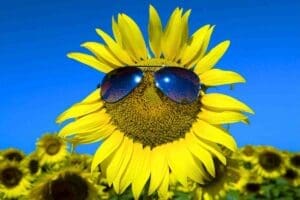 thumbnail photo of sunflower with sunglasses for june memes 2024 post