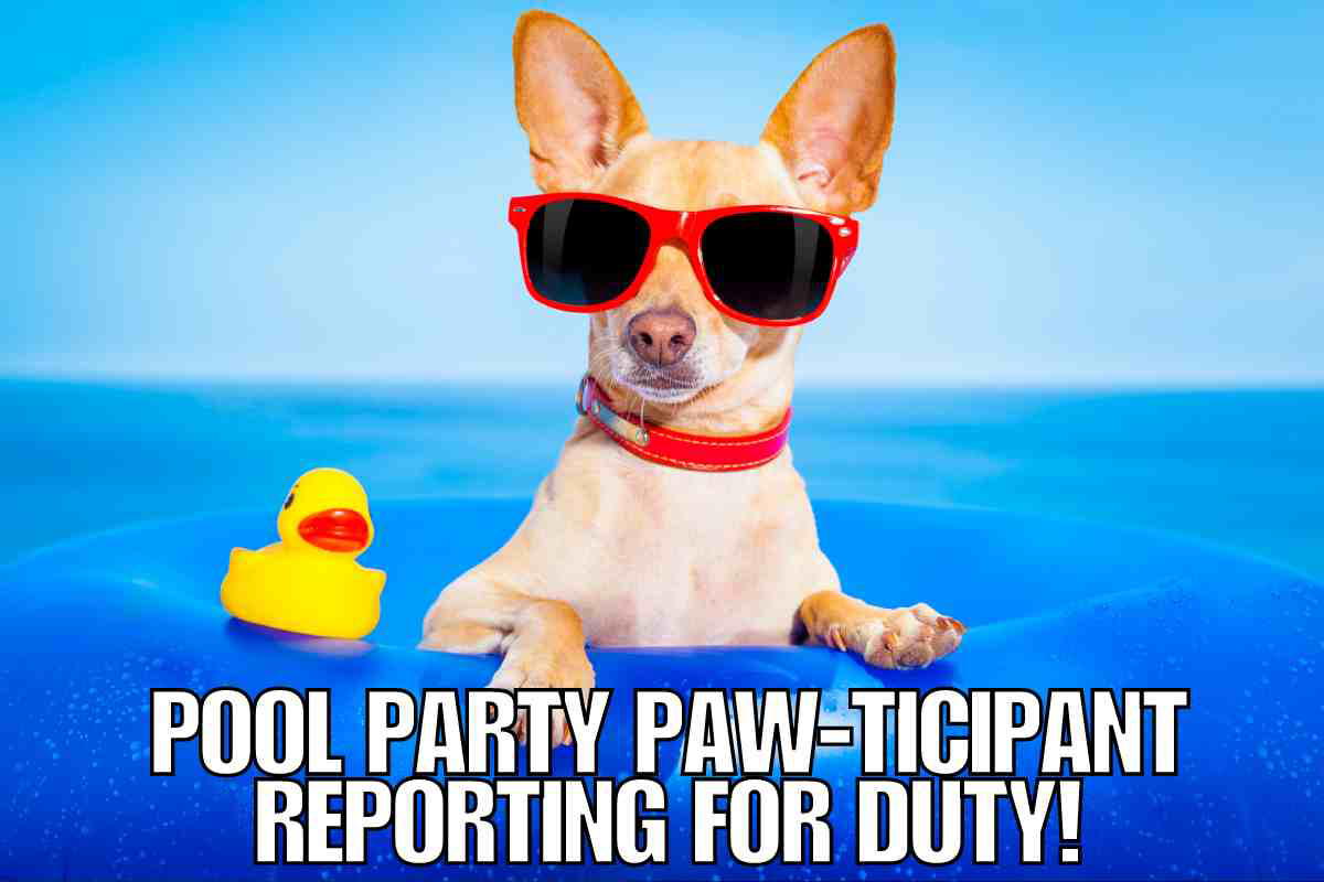 dog summer meme dog summer meme with a dog swimming in a pool on a float wearing sunglasses. Pool party pawticipant reporting for duty!