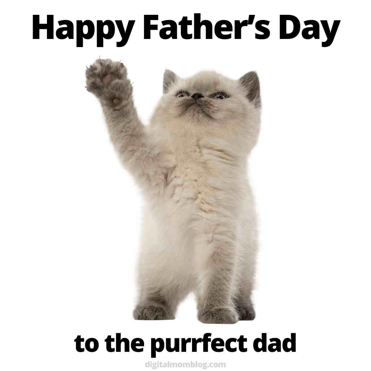 fathers day meme wholesome A cute kitten standing on its hind legs with one paw raised, surrounded by text saying 'Happy Father's Day to the purrfect dad in this wholesome father's day meme.