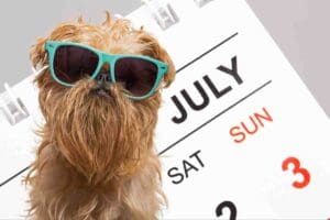funny dog with calendar for july memes