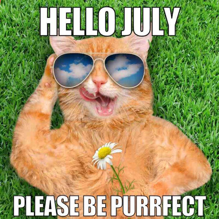 hello july meme cat laying in grass for hello july meme says please be purrfect