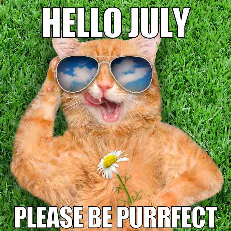 cat laying in grass for hello july meme says please be purrfect