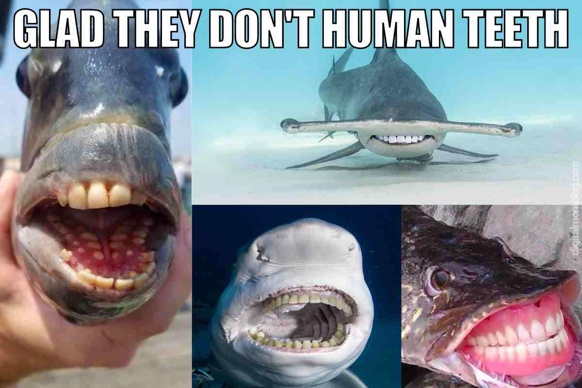 fish with teeth meme fish with teeth meme glad they don't human teeth