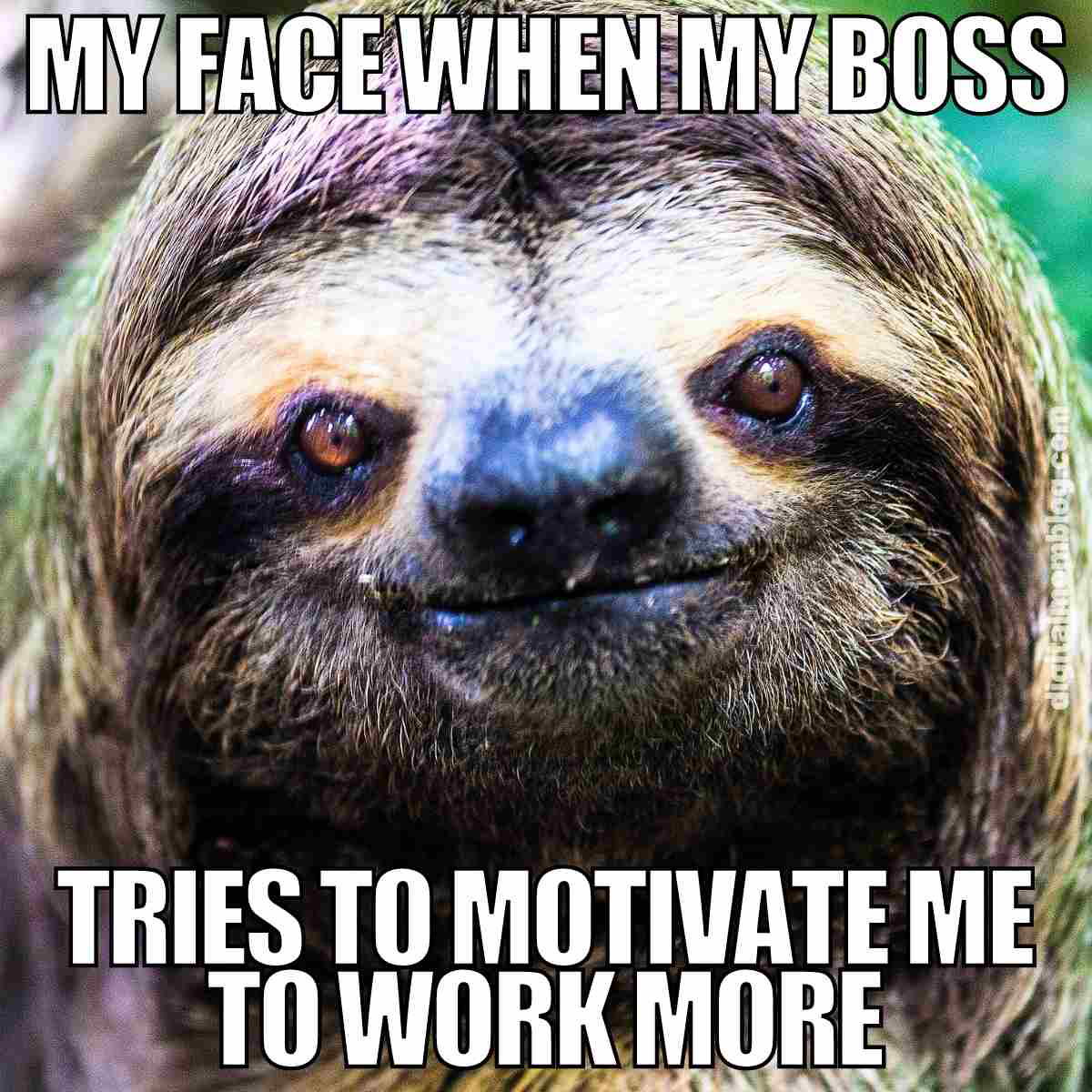 funny motivation work meme A sloth meme humorously captures the expression of disinterest and amusement, with text: 'My face when my boss tries to motivate me to work more.' Perfect for anyone who relates to laidback work vibes.