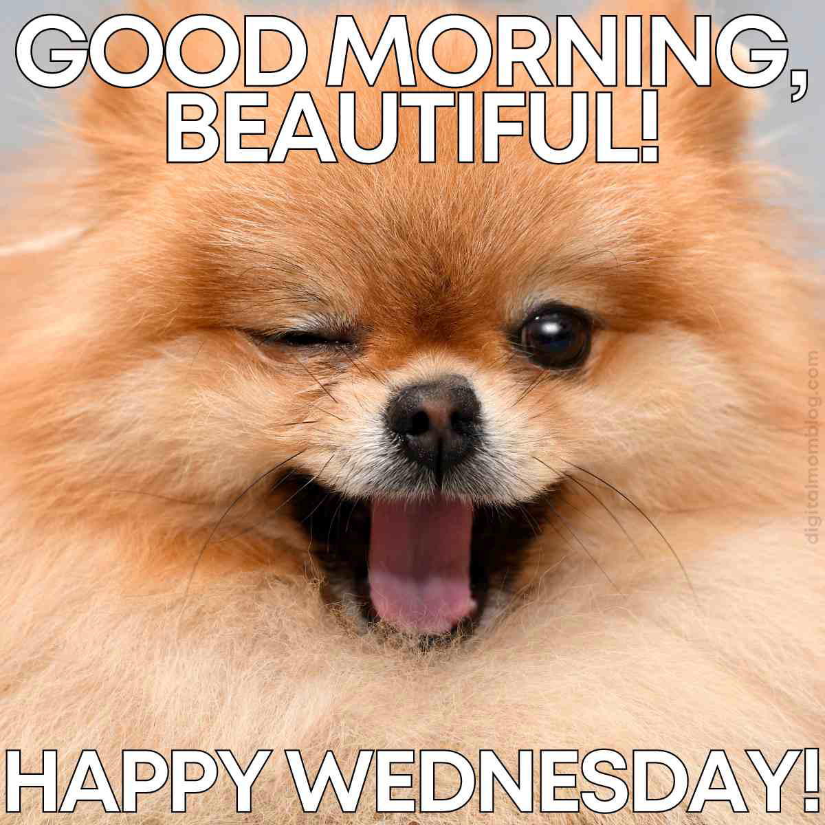 good morning wednesday image funny good morning wednesday image funny