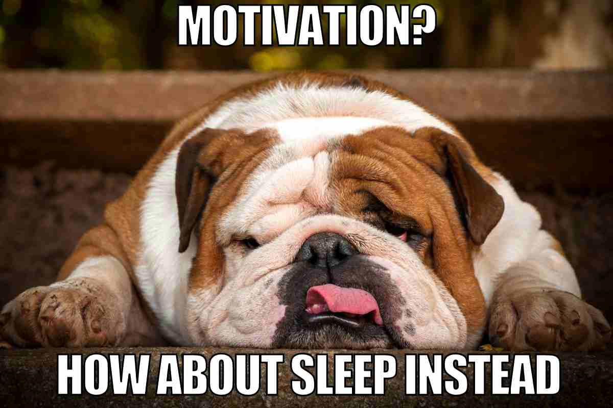 motivation sleep meme Sleep meme featuring a bulldog lying down with its tongue out and text that reads: 'Motivation? How about sleep instead.'