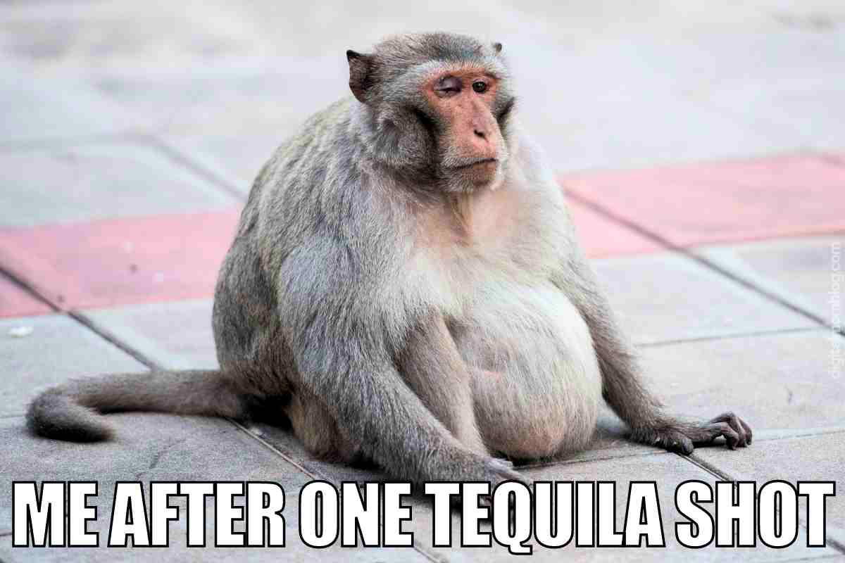 one tequila shot meme Meme featuring a tiredlooking monkey sitting on the ground with the caption 'Me After One Tequila Shot,' humorously depicting the effects of tequila.