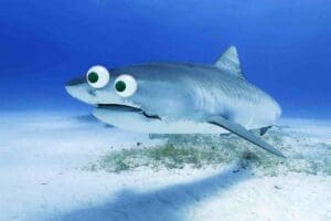 shark memes