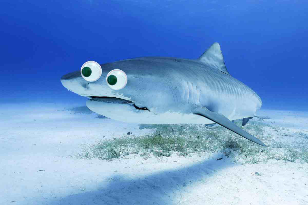 shark memes shark memes